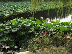 -白洋淀景区