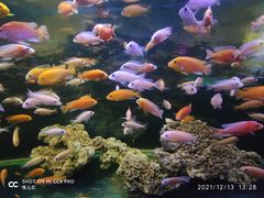 -沙沙哗啦海洋馆(华宇百花谷店)