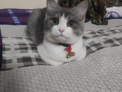 -爱侣宠医·鹦鹉专科·小型哺乳类·异宠专科(灵石路店)