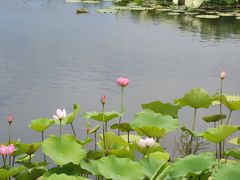 -荷塘月色湿地公园·向阳花洲