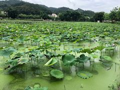 -红山村