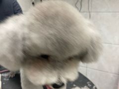 -芭比堂动物医院·24小时·眼科中心(深圳中心)