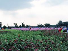 -嘉北郊野公园