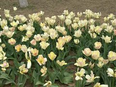 -石家庄市植物园