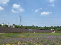 -紫颐香薰山谷景区