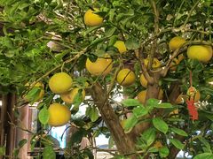 -河内西湖莲花自助餐厅