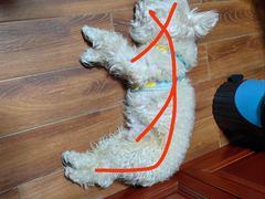 -派特宠物医院(圆融广场店)