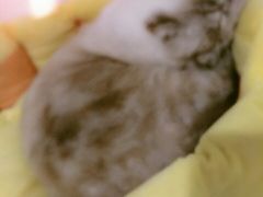 -猫色咖啡·猫咖