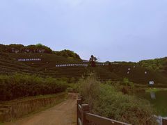 -龙坞茶村