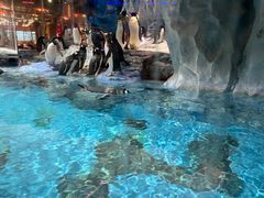 -帝企鹅自助餐厅•儿童岛•真企鹅(长隆企鹅酒店)