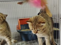 -芭比堂动物医院·犬猫全科·异宠专科(雁塔分院)