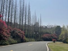 -宜兴龙背山森林公园