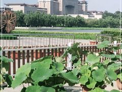 -莲花池公园