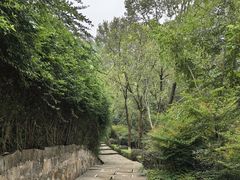 -铁山坪森林公园