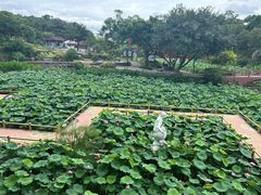 -广州莲花山旅游区