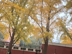 -三里屯东五街银杏大道