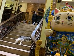 -more than meow吴止猫主题餐厅(承德 中船汇店)