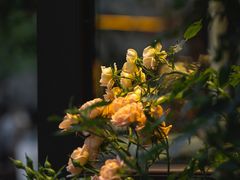 -百花洲