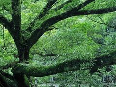 -广州市石门国家森林公园