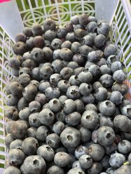 -蓝呗呗蓝莓草莓采摘园(通州区马驹桥店)