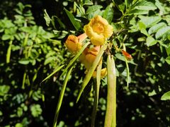 -墨尔本皇家植物园