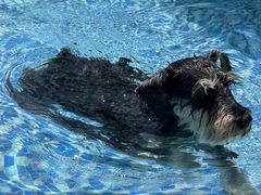 -汪说喵讲宠物乐园宠物酒店(红星美凯龙店)