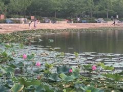 -新江湾城公园