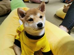 -逗柴咖啡屋·狗咖猫咖宠物桌游