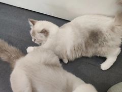 -Heymao猫咖.咖啡厅(东门店)