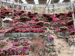 -木兰云雾山