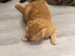 -猫儿山۰猫主题餐厅