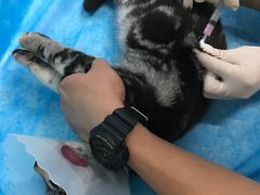 -纳吉亚猫专科动物诊疗中心(蒋宅口分院)