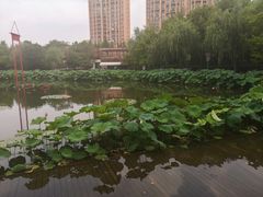 -陈家山荷花公园