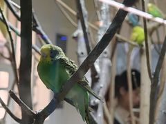 -上海大自然野生昆虫馆(东方明珠·爬宠昆虫探索中心)