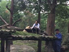 -都江堰中华大熊猫苑