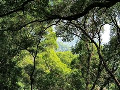 -深圳仙湖植物园
