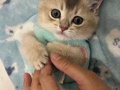 -袖虎·猫馆(体育西路店)