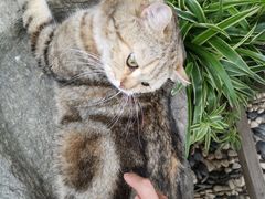 -喵屿·大理花园猫咖