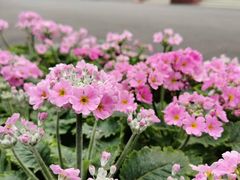 -四川大学(华西校区)