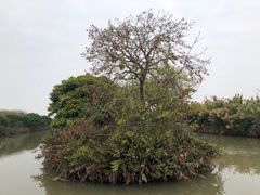 -大湾区中央湿地公园