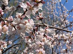 -桃花堤公园