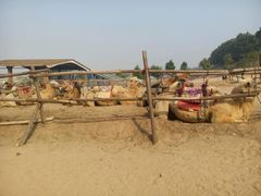 -古柏渡飞黄旅游区