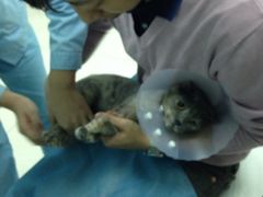 iphone_upload_pic-纳吉亚猫专科动物诊疗中心(蒋宅口分院)