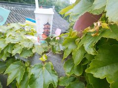 -鸡鸣赐茶(鸡鸣寺路店)