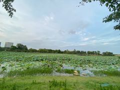 -澹台湖公园