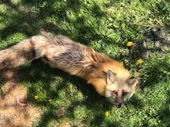 -西霞口神雕山野生动物世界