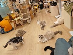 -有喵·猫咖·狗咖·30几只猫10只小狗(岗厦店)