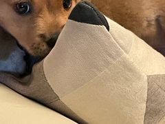 -汪喵宠物医院·骨科心脏影像·犬猫急重症ICU诊疗中心(成华分院)