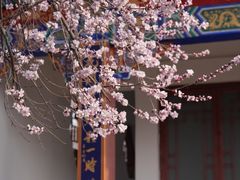 -桃花堤公园