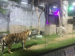 -清迈夜间动物园